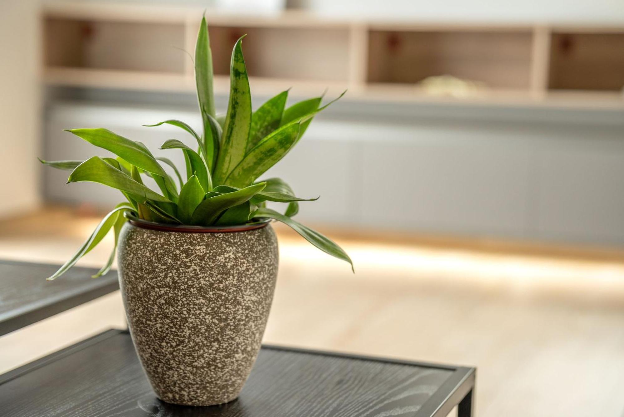 Magnolia Luxury Chania Central Apartments エクステリア 写真